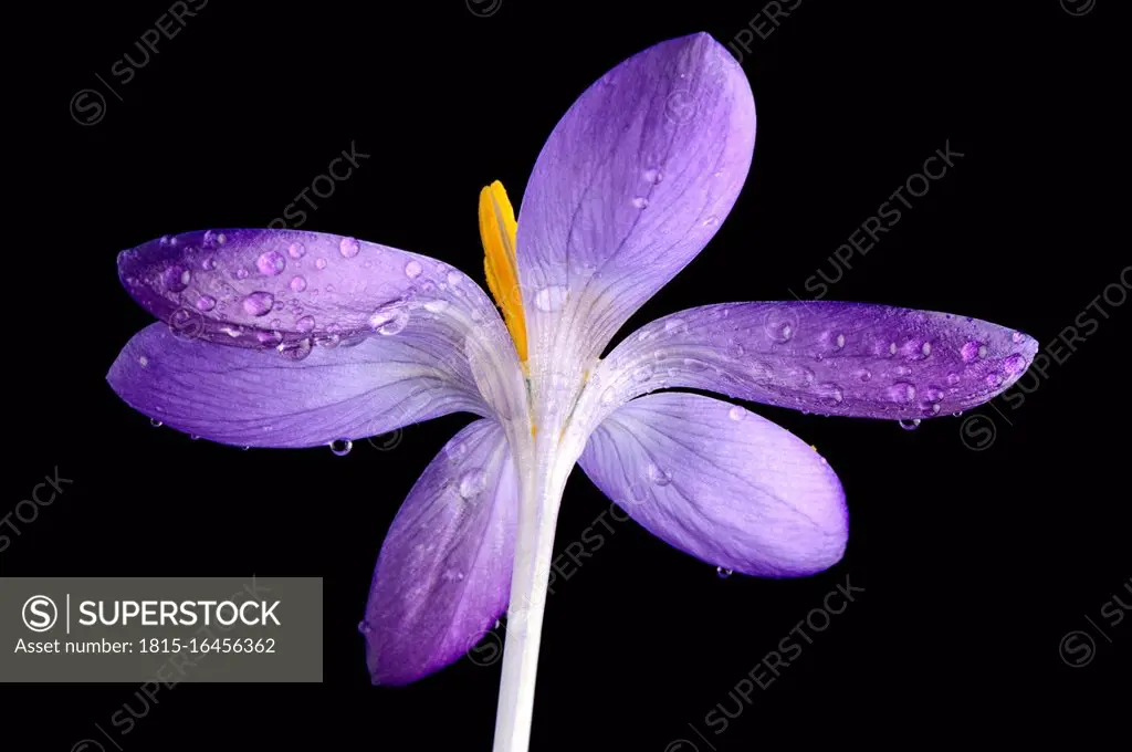 Crocus with water drops in front of black background