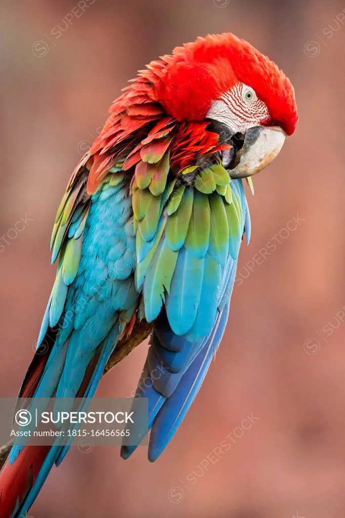 Brazil, Mato Grosso, Mato Grosso do Sul, portrait of scarlet macaw sitting on branch