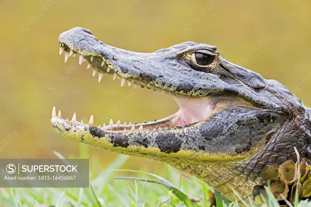 South America, Brasilia, Mato Grosso do Sul, Pantanal, Yacare caiman, Caiman yacare