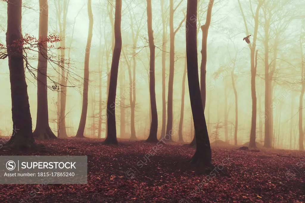 Misty autumn forest at dawn