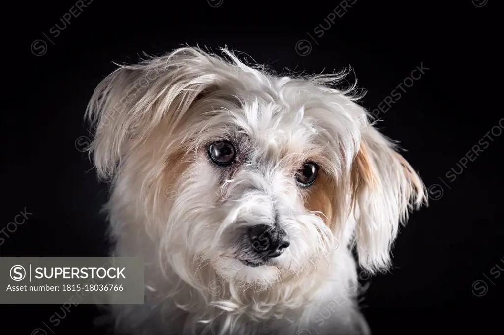 Mixed-breed dog against black background