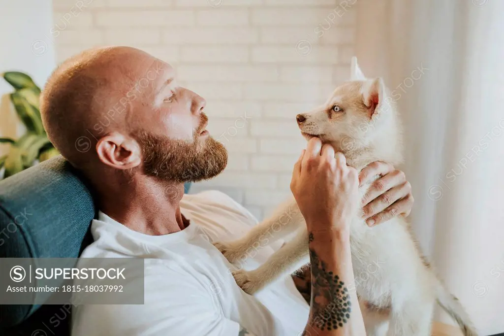 Man playing with Siberian husky puppy while sitting at home