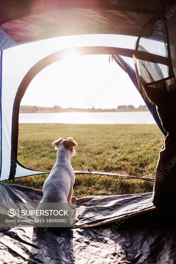 Puppy sitting in tent during sunny day