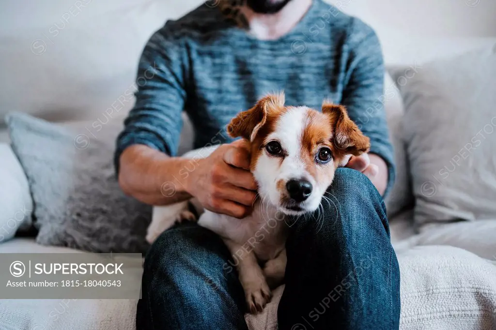 Cute dog resting on man lap while sitting on sofa at home