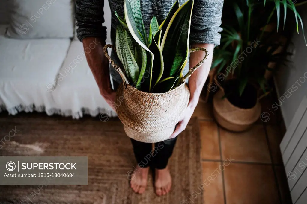 Young man holding Sansevieria plant in wicker while standing at home