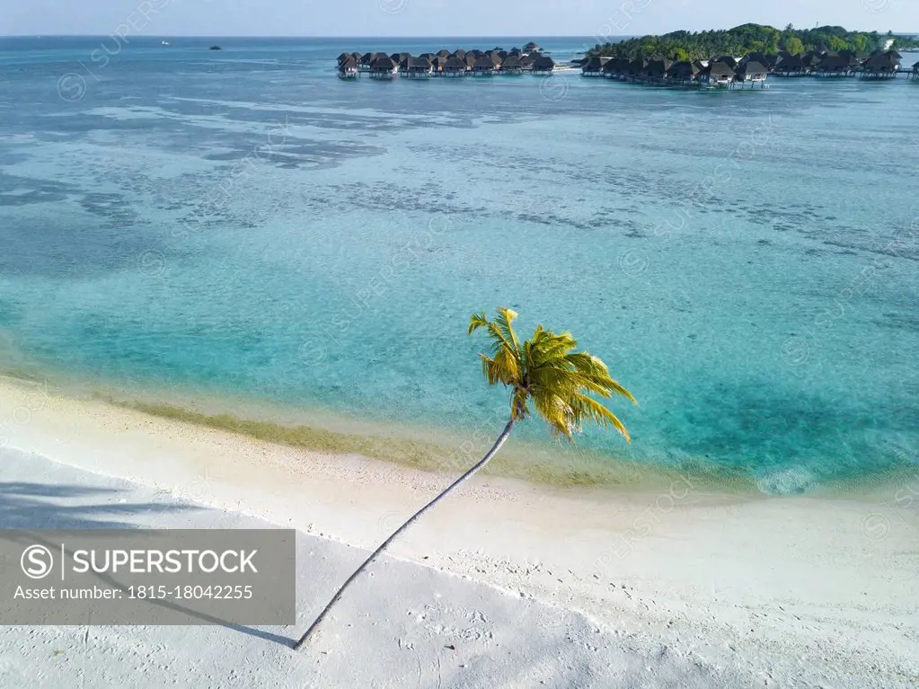 Single palm tree on tropical island with bundalows in background, aerial view