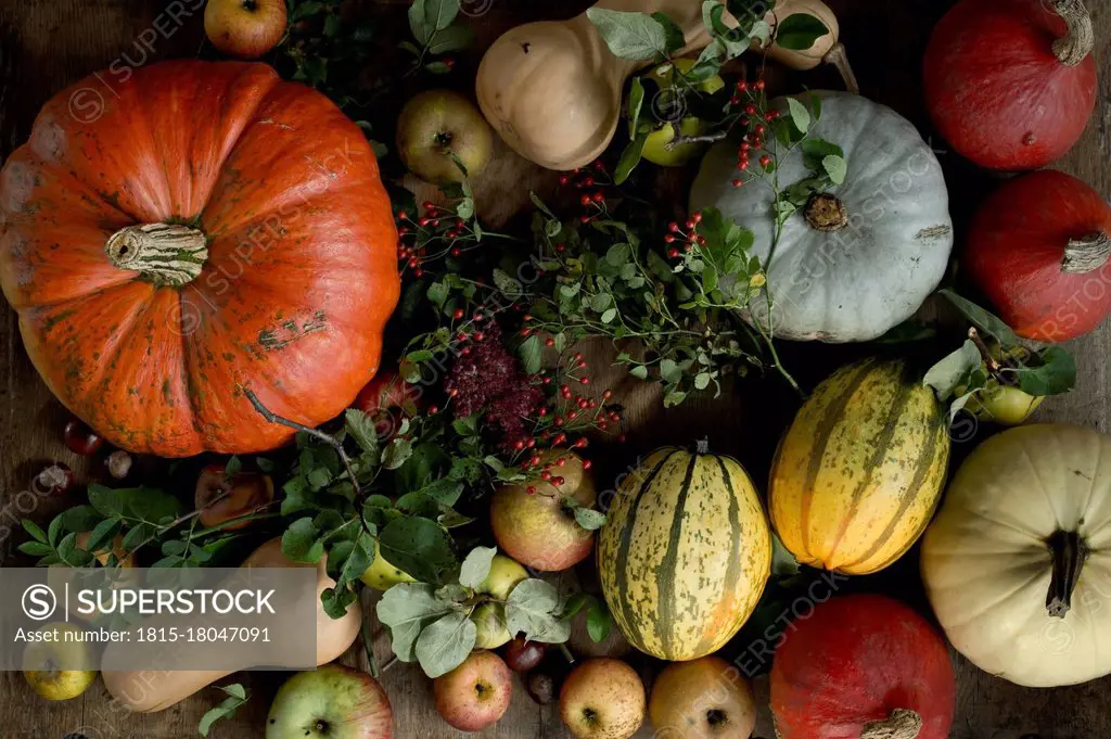 Still life of large variety of fresh pumpkins, squashes and other fruits