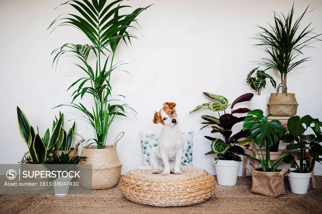 Dog staring while sitting on ottoman stool by houseplant decor at home