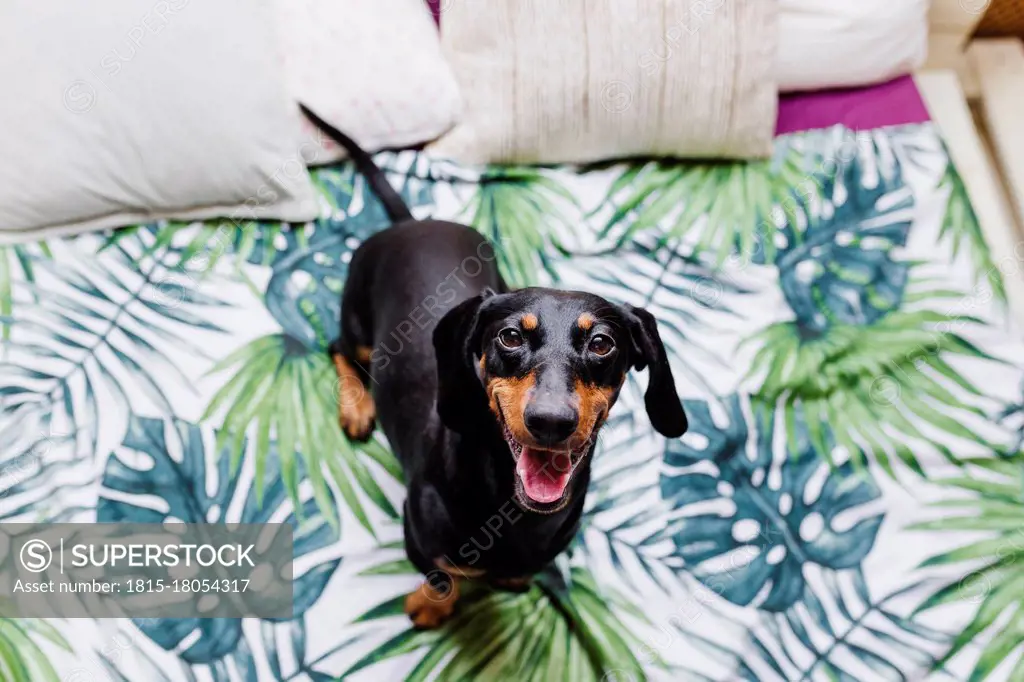 Cute Dachshund dog on bed at home