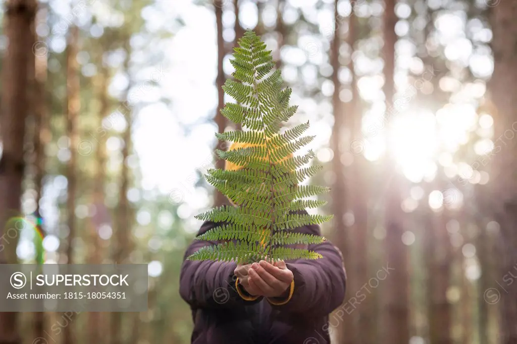 Woman holding fern in front of face while standing In forest