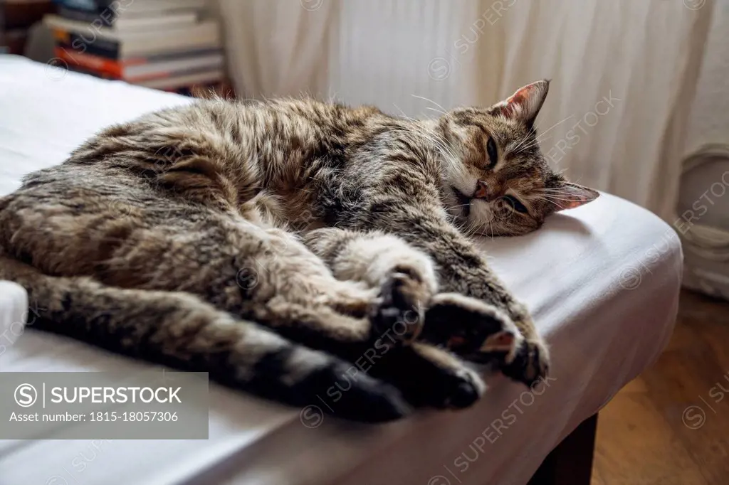 Domestic cat lying on bed at home