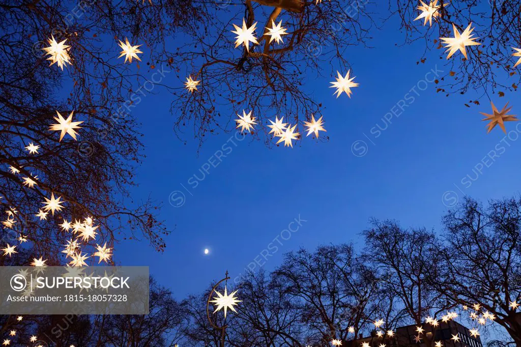 Tree branches decorated with star shaped Christmas lights glowing outdoors at night