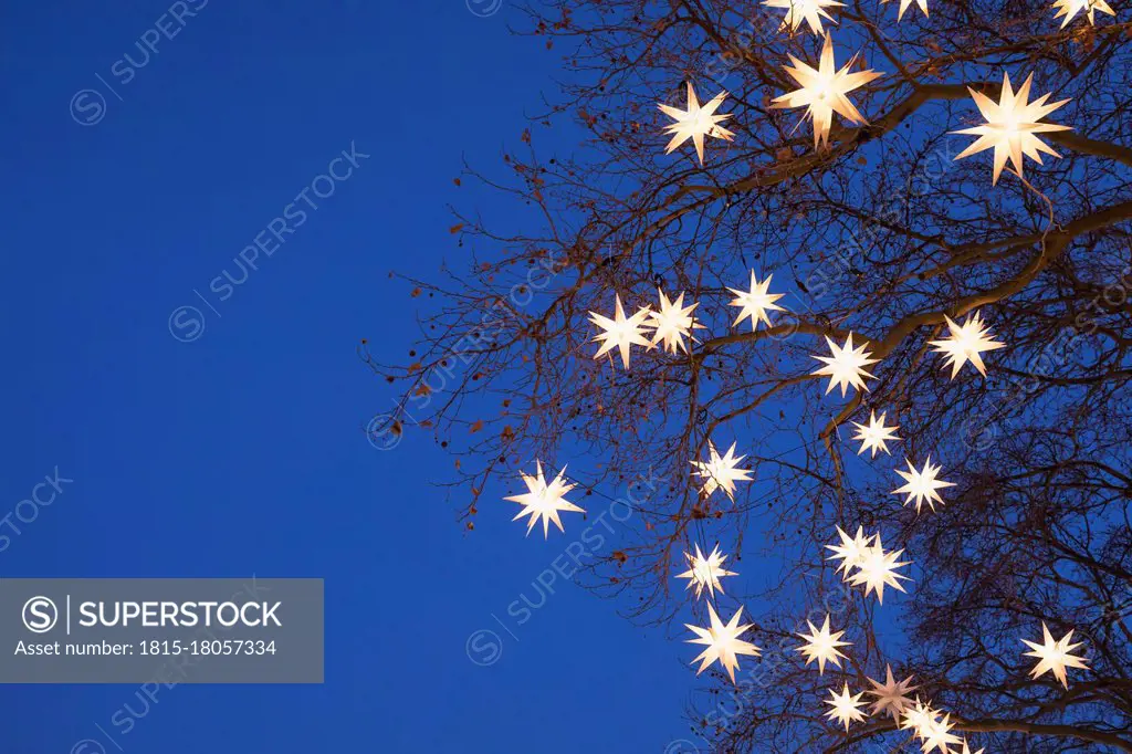 Tree branches decorated with star shaped Christmas lights glowing outdoors at night