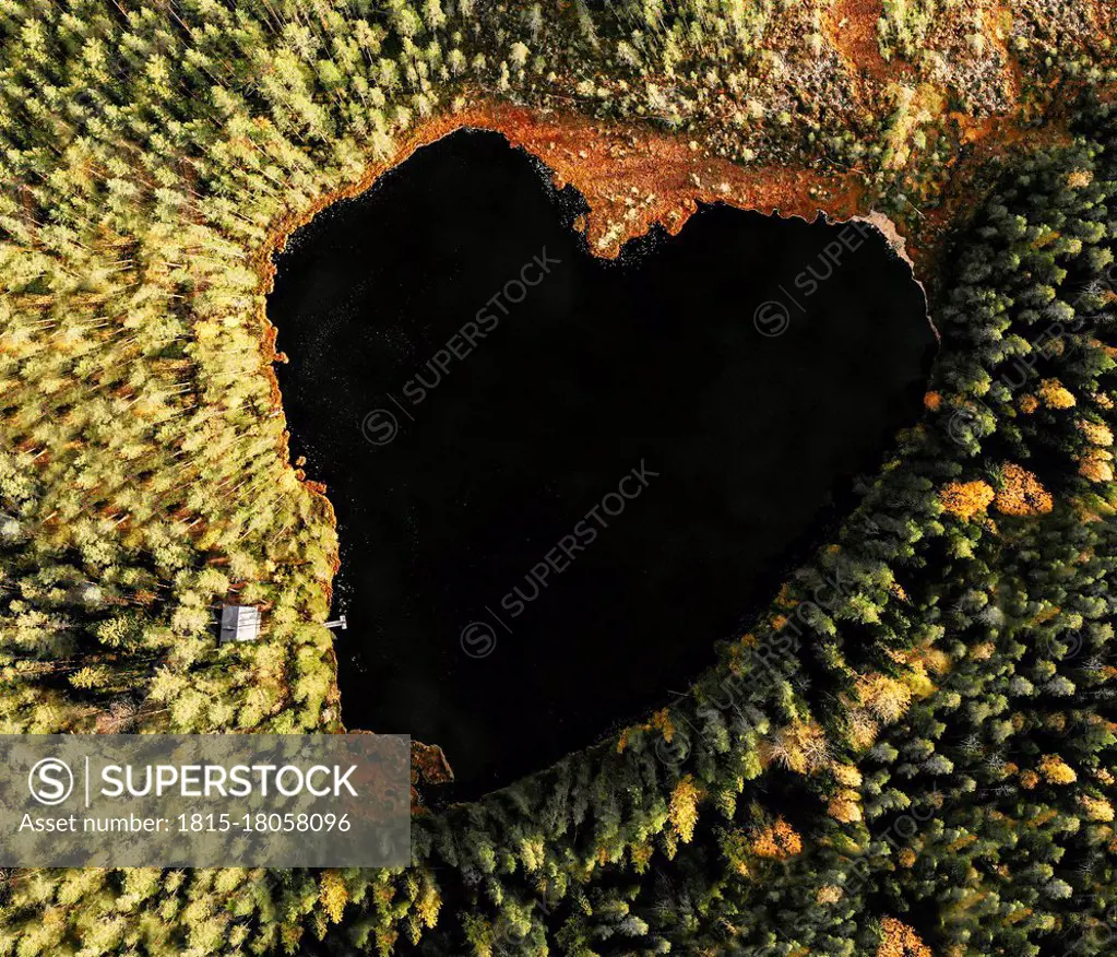 Areal view of heart shaped lake amidst pine trees in forest