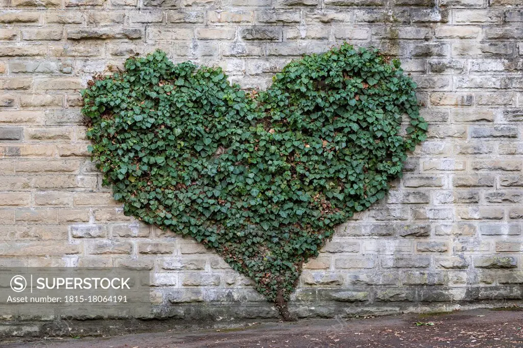 Ivy growing in heart shape on gray brick wall