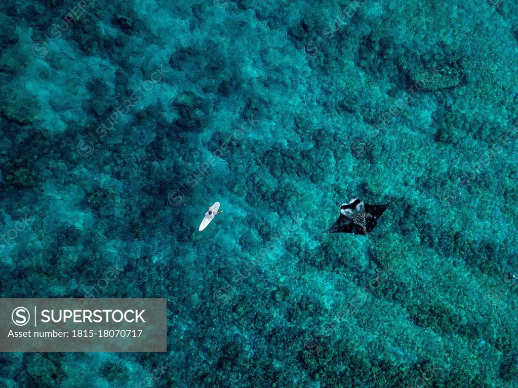 Aerial view of manta ray swimming beside lone surfer