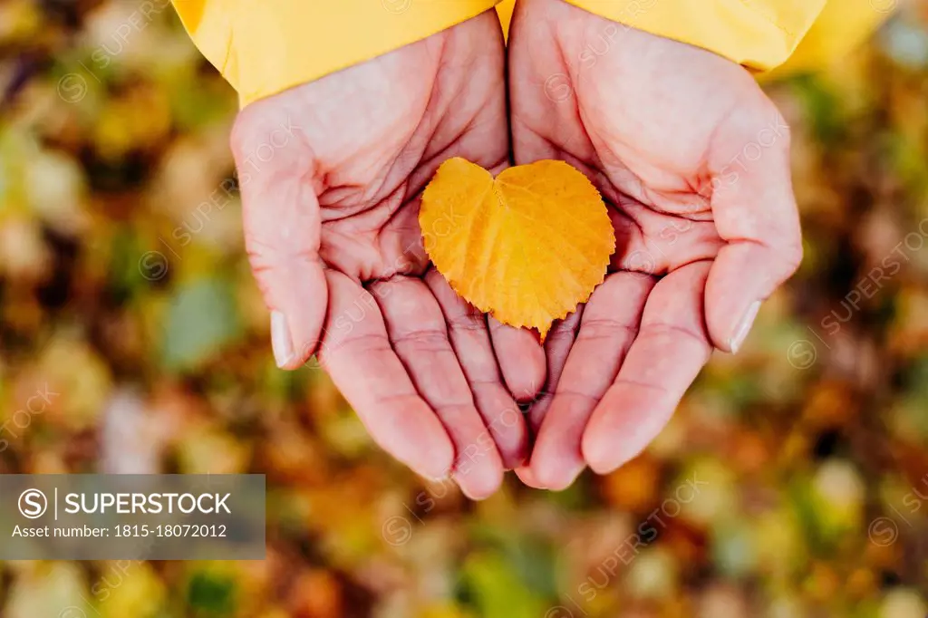 Woman's hands holding autumn leaf