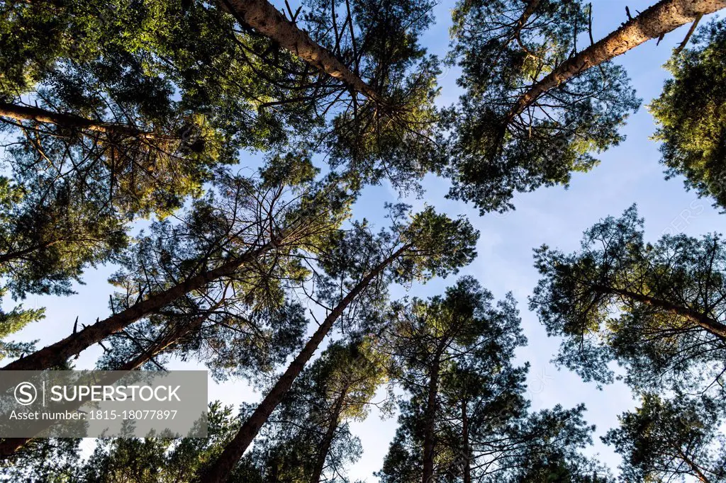 Forest trees canopies