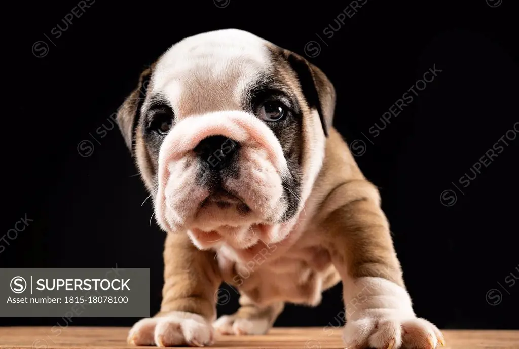 Portrait of English Bulldog puppy