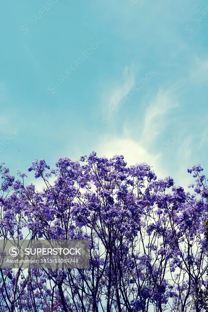 Blossoming jacaranda tree¶ÿin spring