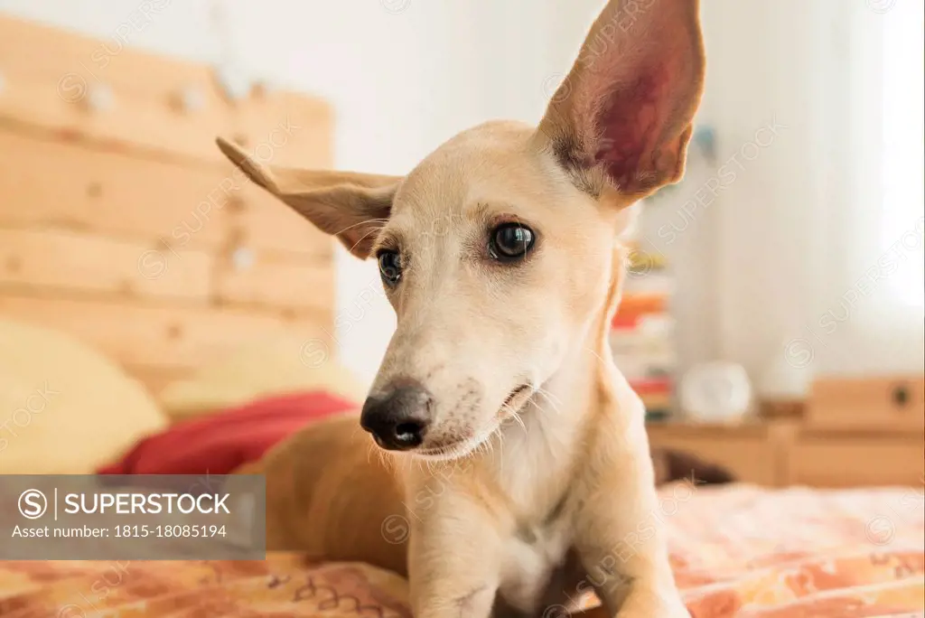 Portrait of brown Whippet lying on bed