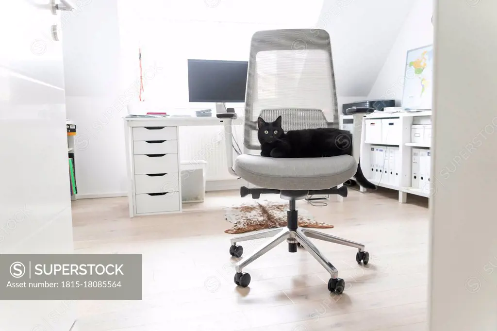 Black cat sitting on chair at home office