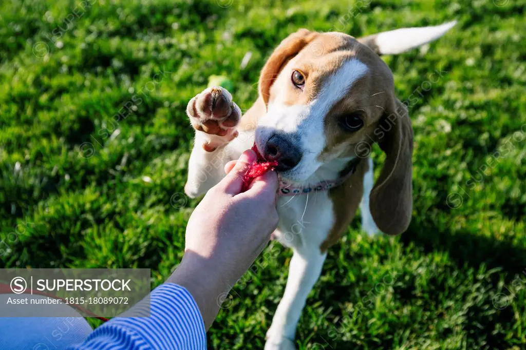 Woman removing leash from dog mouth at park