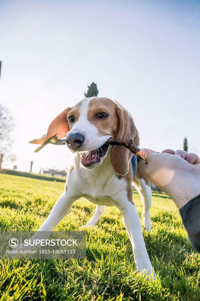 Dog biting stick from woman hand in park