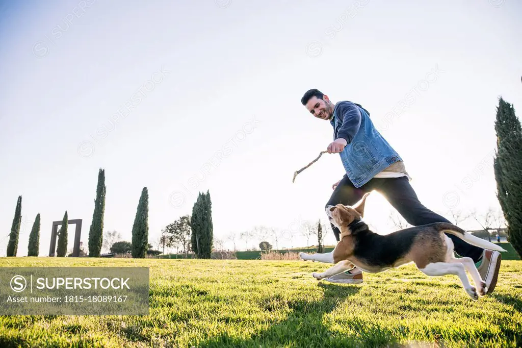 Man showing stick to dog while running on grass during sunny day