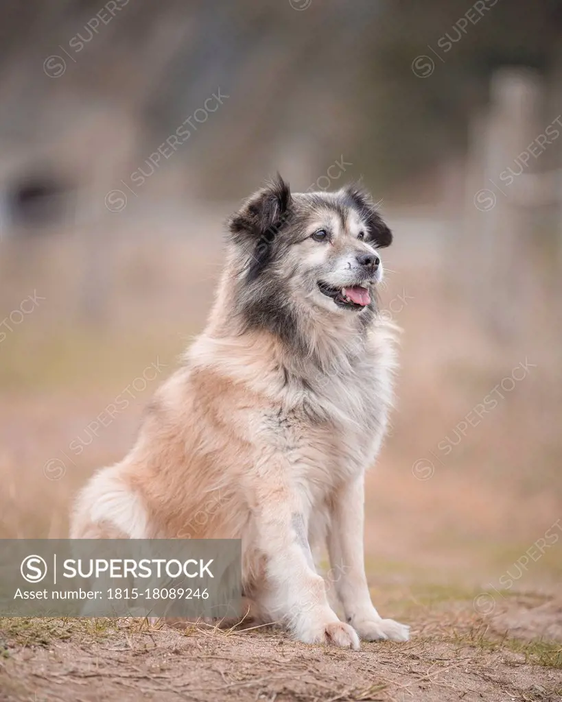 Dog sitting on dirt road during day