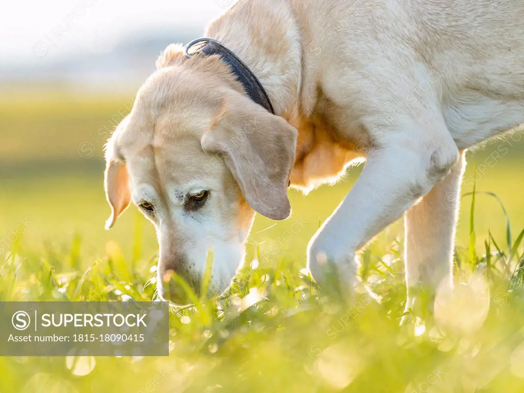 Labrador Retriever on meadow in meadow