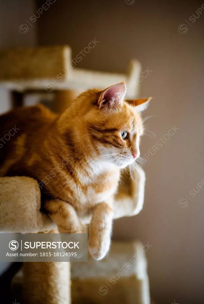 Portrait of brown cat relaxing on scratching post