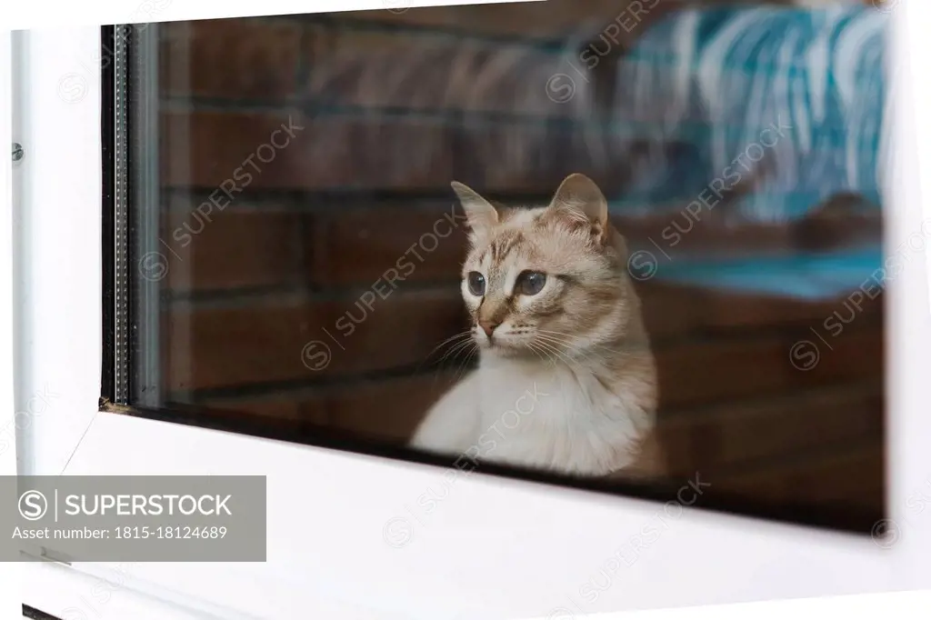 Domestic cat looking through window