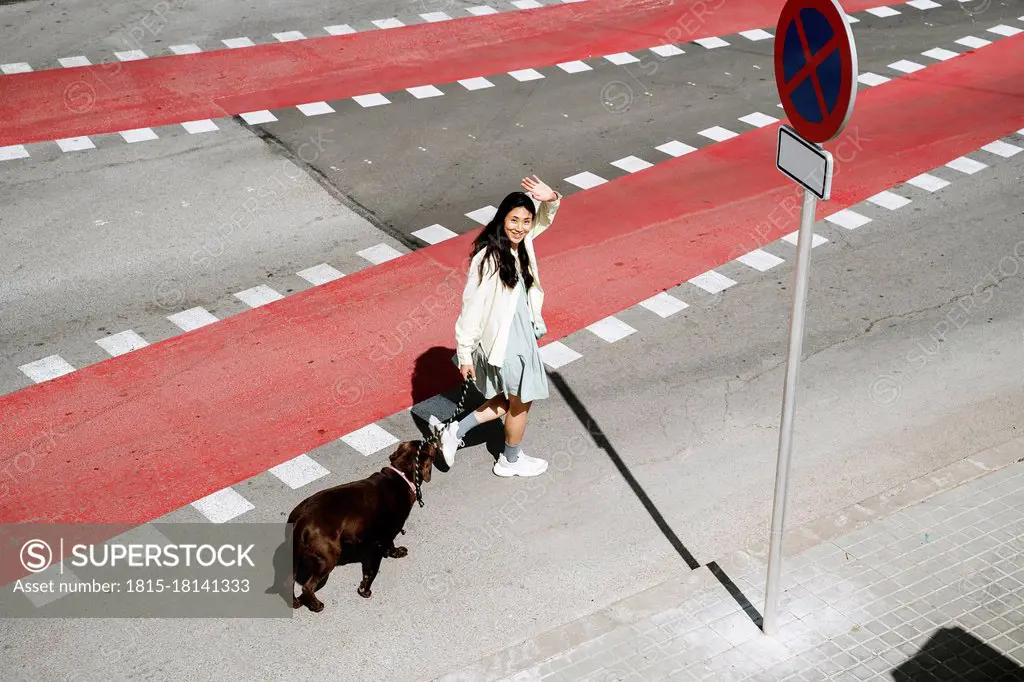 Smiling woman waving hand while crossing street with Labrador dog