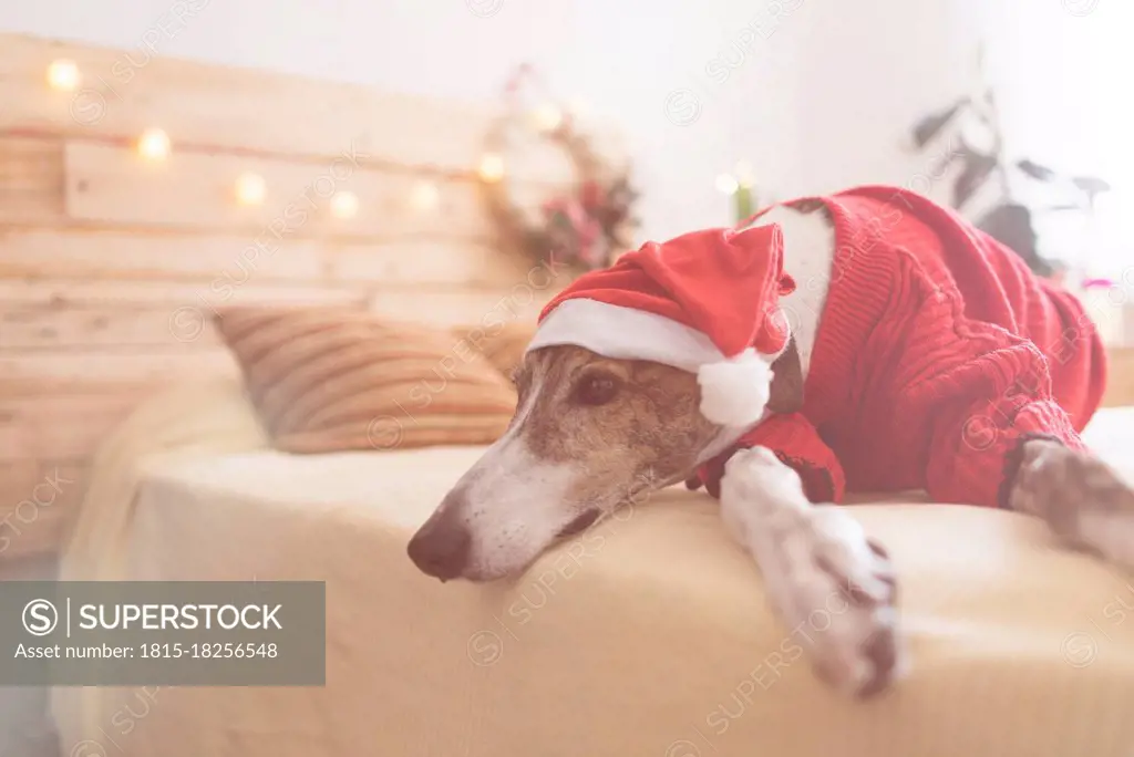 Greyhound lying on bed wearing red pullover and Santa hat