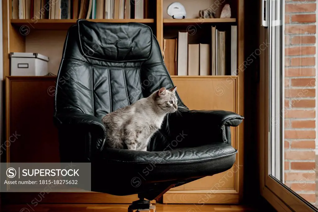 Cat looking through window while sitting on chair at home