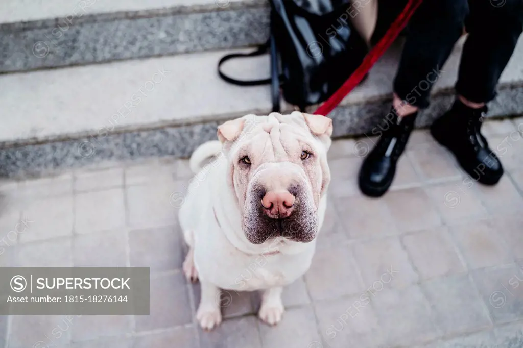 Shar-pei dog with woman by steps