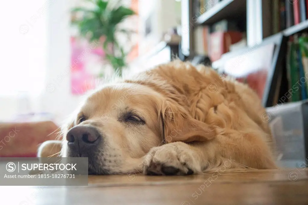 Tired golden retriever lying on parquet floor at home