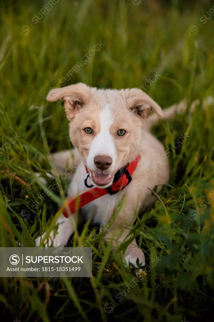 Dog lying in grass