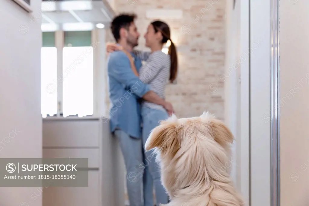 Dog looking at owner couple embracing in the kitchen