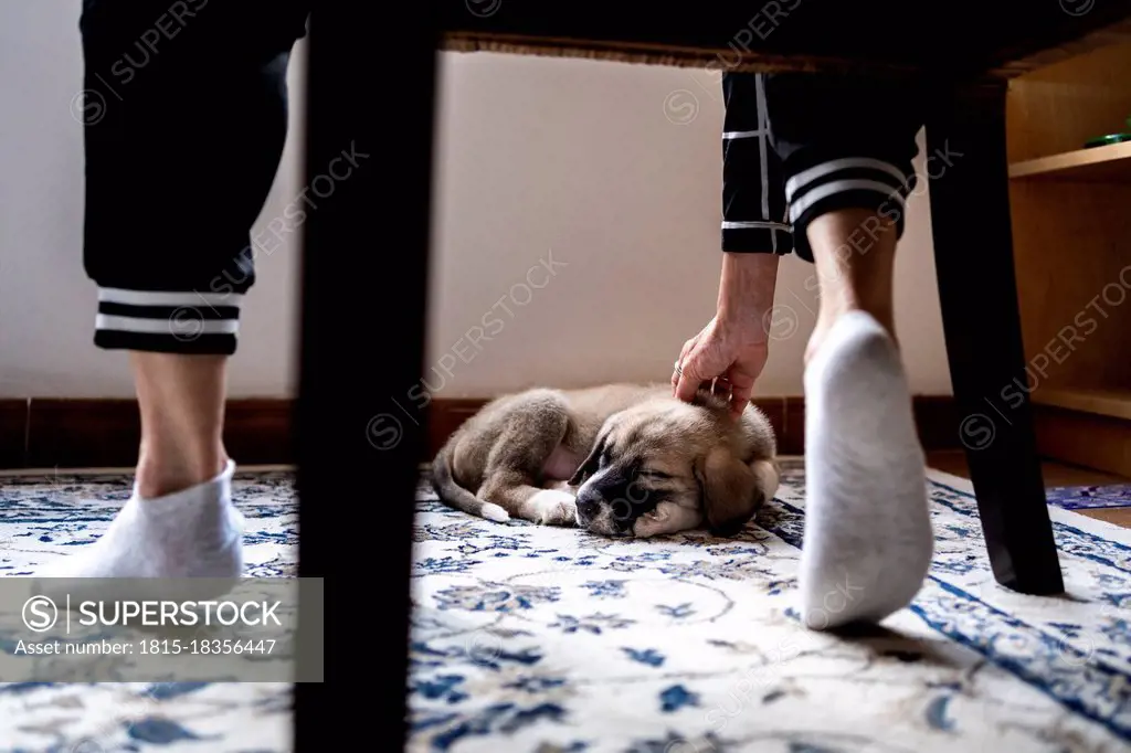 Woman stroking puppy sleeping on carpet at home