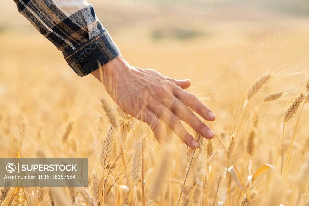 Man touching wheat crop at field