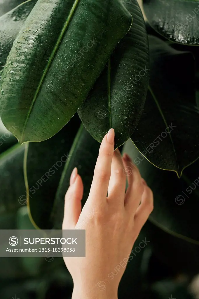 Young woman touching wet leaves