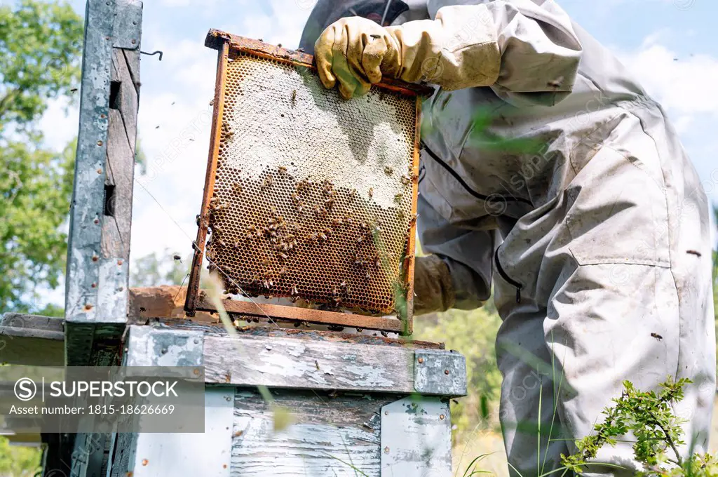 Female beekeeper with beehive working at farm