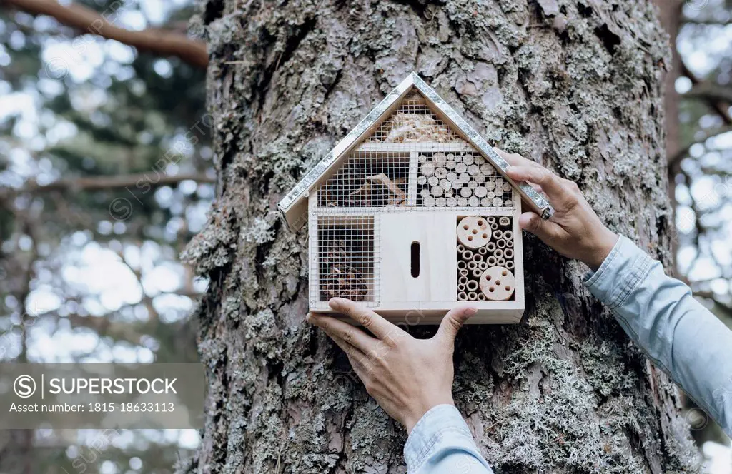 Man holding wooden insect hotel on tree trunk