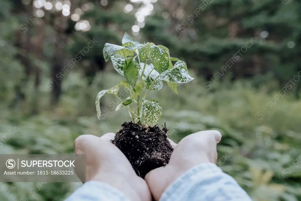 Man holding plant in forest