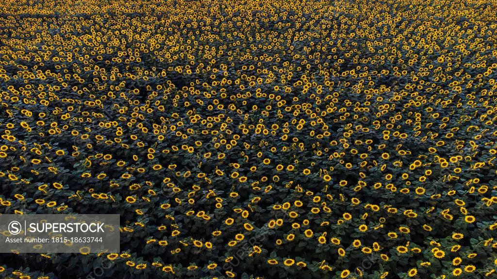 Drone view of vast sunflower field in summer