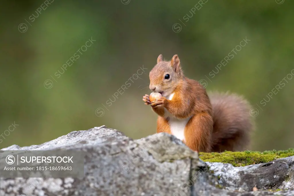 Eurasian red squirrel (Sciurus vulgaris) feeding on nut