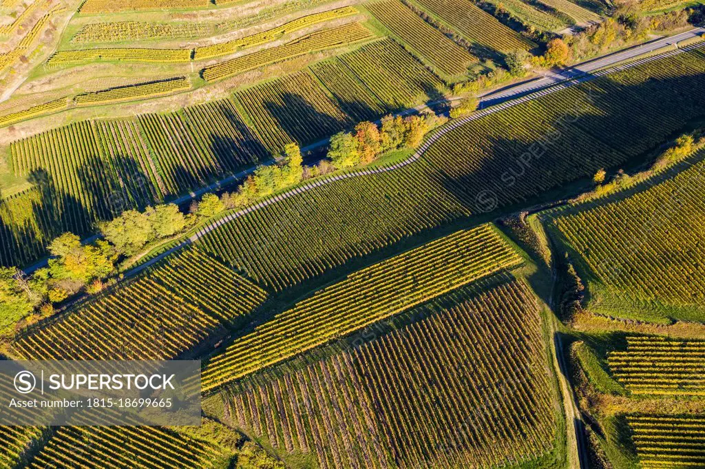 Aerial view of autumn vineyards