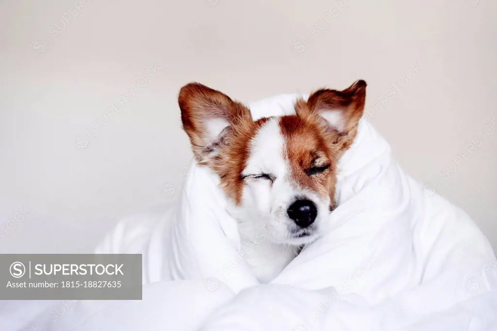 Tired Jack Russell dog covered in duvet